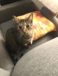 Lost Male Cat last seen Freemantown Rd. And Ridgeline Heating & Air, Lake Lure, NC 28746