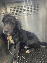 Shelter Stray Female Dog last seen Near Rosewood Avenue, AUSTIN, TX, 78702, 7201 Levander Loop bldg a, Austin, TX 78702, USA