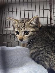 Shelter Stray Female Cat last seen Near Las Alas Trail, DEL VALLE, TX, 78617, 7201 Levander Loop bldg a, Austin, TX 78702, USA
