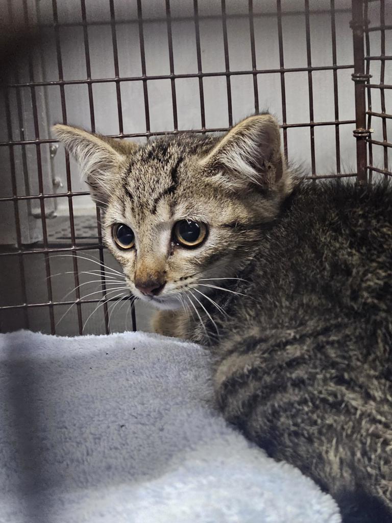 Shelter Stray Female Cat last seen Near Las Alas Trail, DEL VALLE, TX, 78617, 7201 Levander Loop bldg a, Austin, TX 78702, USA
