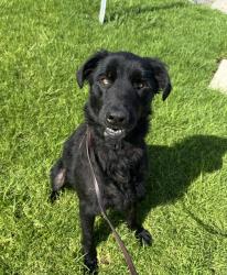 Shelter Stray Female Dog last seen Snead Drive, Oceanside, CA, 92056, Oceanside, CA 92058, USA