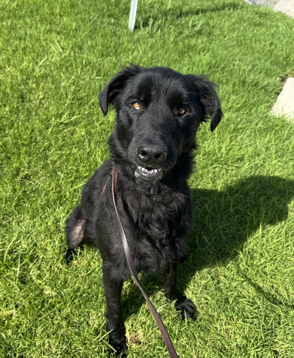 Shelter Stray Female Dog last seen Snead Drive, Oceanside, CA, 92056, Oceanside, CA 92058, USA