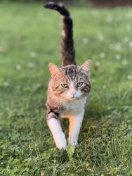 Lost Male Cat last seen Cole & Feder, The Hardwoods South, OH 43119