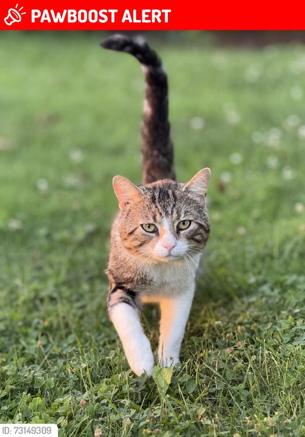 Lost Male Cat last seen Cole & Feder, The Hardwoods South, OH 43119
