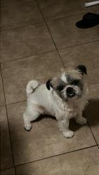 Lost Male Dog last seen Near ave & ocotillo rd, Glendale, AZ 85301