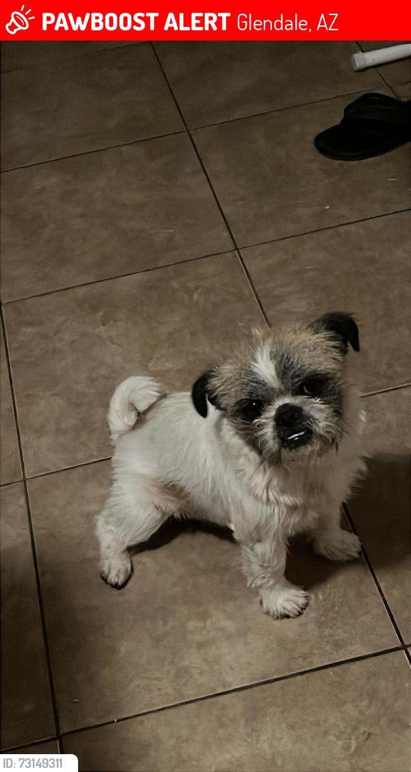 Lost Male Dog last seen Near ave & ocotillo rd, Glendale, AZ 85301