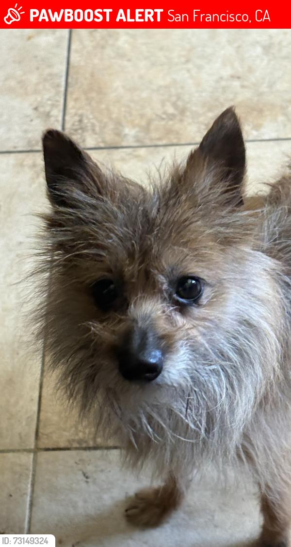 Lost Male Dog last seen Near Dwight st, San Francisco, CA 94134