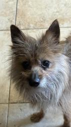 Lost Male Dog last seen Near Dwight st, San Francisco, CA 94134