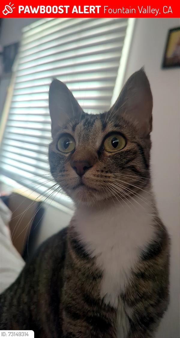 Lost Female Cat last seen Olive St Rose, Fountain Valley, CA 92708
