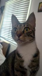 Lost Female Cat last seen Olive St Rose, Fountain Valley, CA 92708