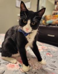 Reunited Male Cat last seen 37th and windsor street, Vancouver, BC V5W 3H7