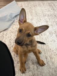 Found/Stray Female Dog last seen Cockrell Hill and Kiest, Dallas, TX 75211