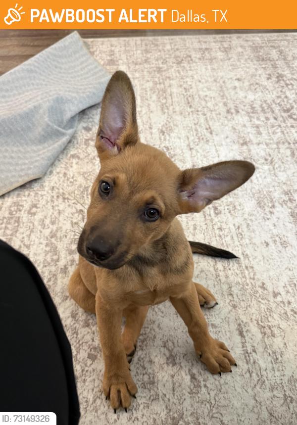 Found/Stray Female Dog last seen Cockrell Hill and Kiest, Dallas, TX 75211