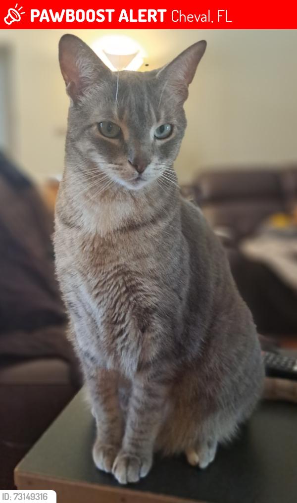 Lost Male Cat last seen Lutz Lake Fern Rd. and TPC Blvd., Cheval, FL 33558