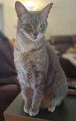 Lost Male Cat last seen Lutz Lake Fern Rd. and TPC Blvd., Cheval, FL 33558