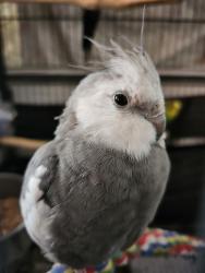 Lost Unknown Bird last seen Type 146th St SW & Woodbrook Dr SW (Schylling Toy Company Roof) [14702 Woodbrook Dr SW, Lakewood, WA 98439 - LoopNet]., Lakewood, WA 98439