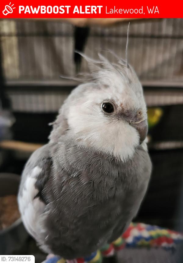 Lost Unknown Bird last seen Type 146th St SW & Woodbrook Dr SW (Schylling Toy Company Roof) [14702 Woodbrook Dr SW, Lakewood, WA 98439 - LoopNet]., Lakewood, WA 98439