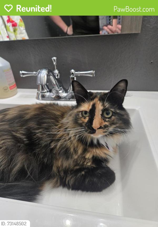 Reunited Female Cat last seen Prides Crossing, Aurora., Aurora, CO 80015