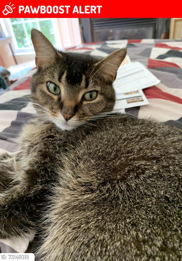 Lost Male Cat last seen Chatterton Ln, King George County, VA 22485