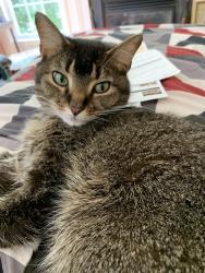 Lost Male Cat last seen Chatterton Ln, King George County, VA 22485