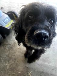 Lost Male Dog last seen Fredrick, Moreno Valley, CA 92557