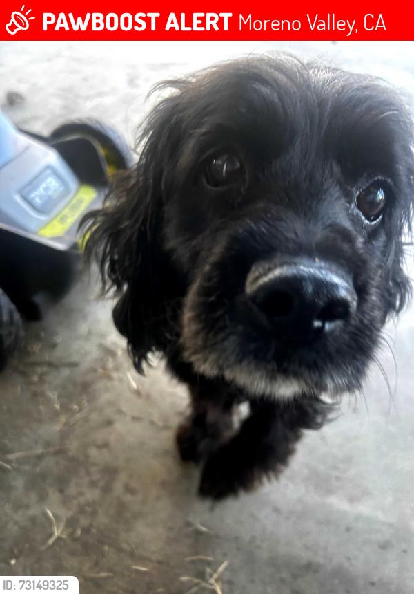 Lost Male Dog last seen Fredrick, Moreno Valley, CA 92557