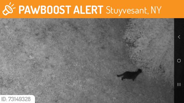 Found/Stray Unknown Cat last seen Rossman Rd & Royal Rd, Stuyvesant, NY 12173