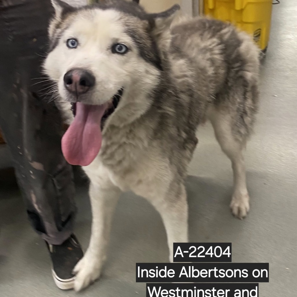 Shelter Stray Unknown Dog last seen , 6621 Westminster Ave, Garden Grove, CA 92844, USA