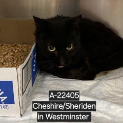 Shelter Stray Female Cat last seen , 6621 Westminster Ave, Garden Grove, CA 92844, USA