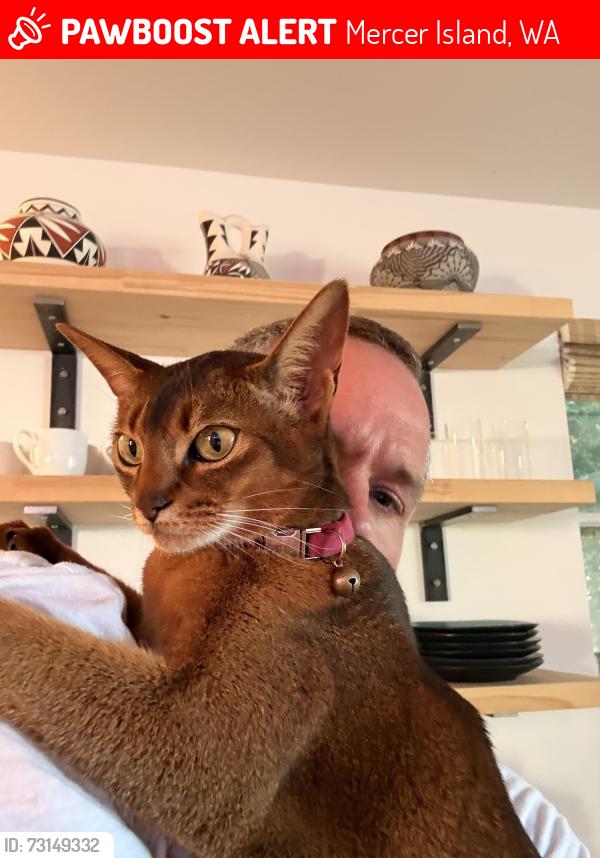 Lost Female Cat last seen 82nd Ave SE, Mercer Island, WA 98040