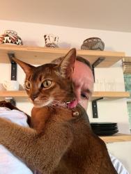 Lost Female Cat last seen 82nd Ave SE, Mercer Island, WA 98040