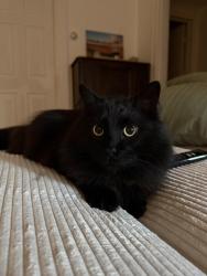 Reunited Male Cat last seen By the polish hill church, Pittsburgh, PA 15219