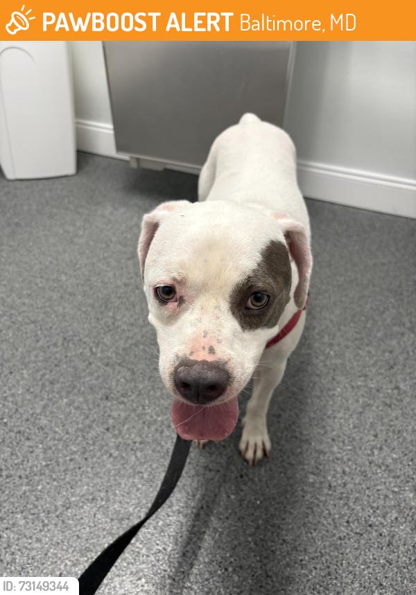 Found/Stray Male Dog last seen Elsrode and Southern Avenue Baltimore MD, Baltimore, MD 21214