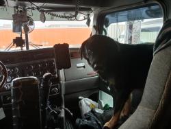 Lost Male Dog last seen Co rd 12 Nimrod mn, Nimrod, MN 56477