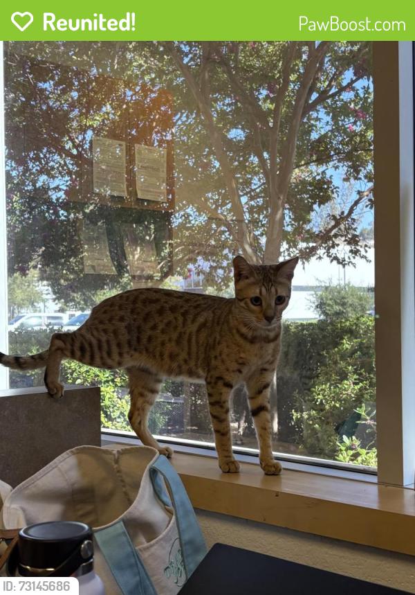 Reunited Female Cat last seen Birch street, San Diego, CA 92113