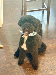 Lost Male Dog last seen Explorer Drive, Huntsville, AL 35806