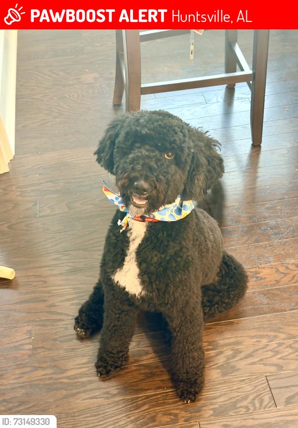 Lost Male Dog last seen Explorer Drive, Huntsville, AL 35806