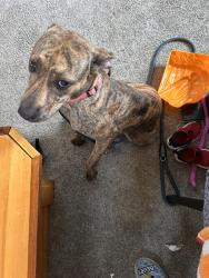 Reunited Female Dog last seen Minnehaha and forest east Saint Paul, Saint Paul, MN 55106