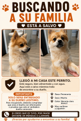 Found/Stray Male Dog last seen Fiesta court, Odessa, TX 79765