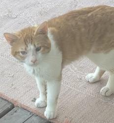 Found/Stray Male Cat last seen Terry Ave & Prairie Ave, Aurora, IL 60506