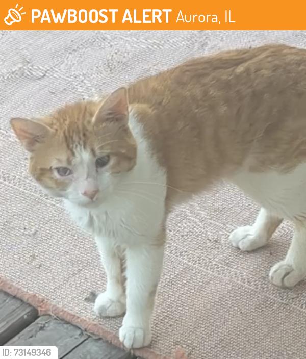 Found/Stray Male Cat last seen Terry Ave & Prairie Ave, Aurora, IL 60506