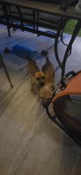 Found/Stray Female Dog last seen Windsor Dr close to Cartwright Rd Mesquite, Mesquite, TX 75149