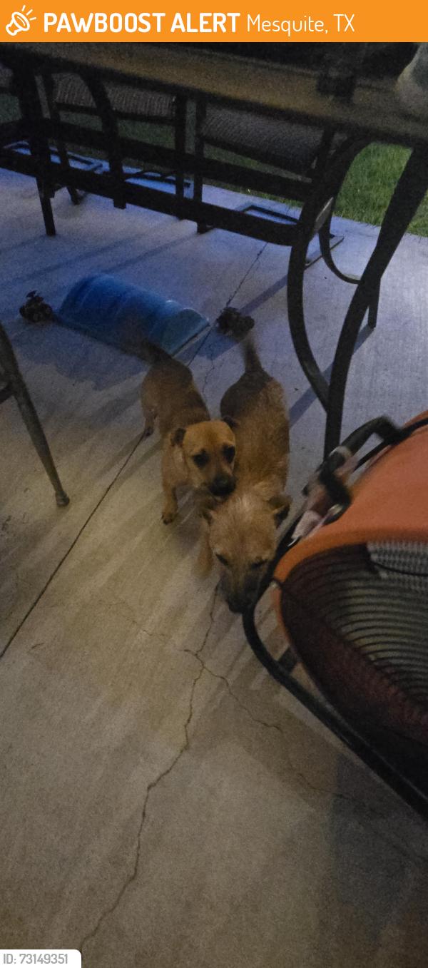 Found/Stray Female Dog last seen Windsor Dr close to Cartwright Rd Mesquite, Mesquite, TX 75149