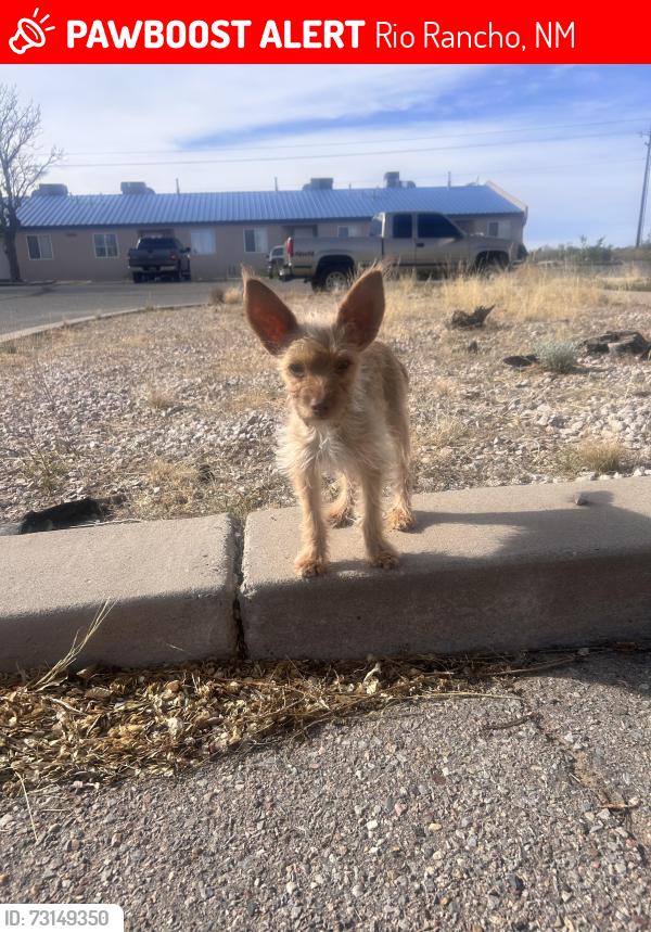 Lost Male Dog last seen Near Vancouver, Rio Rancho, NM 87124