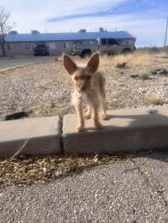 Lost Male Dog last seen Near Vancouver, Rio Rancho, NM 87124