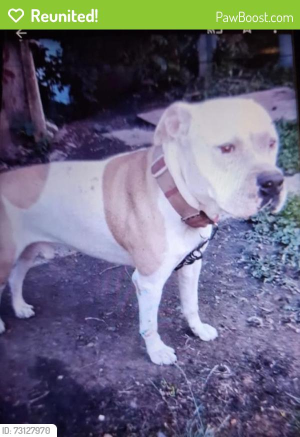 Reunited Male Dog last seen 7th pl Chicago Heights IL, Chicago Heights, IL 60411