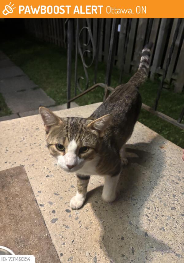 Found/Stray Male Cat last seen Bel-Air Park, Ottawa, ON 