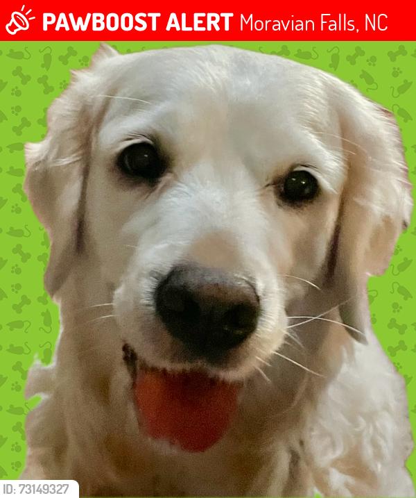 Lost Female Dog last seen Broyhill and Price Road, Moravian Falls, Moravian Falls, NC 28654
