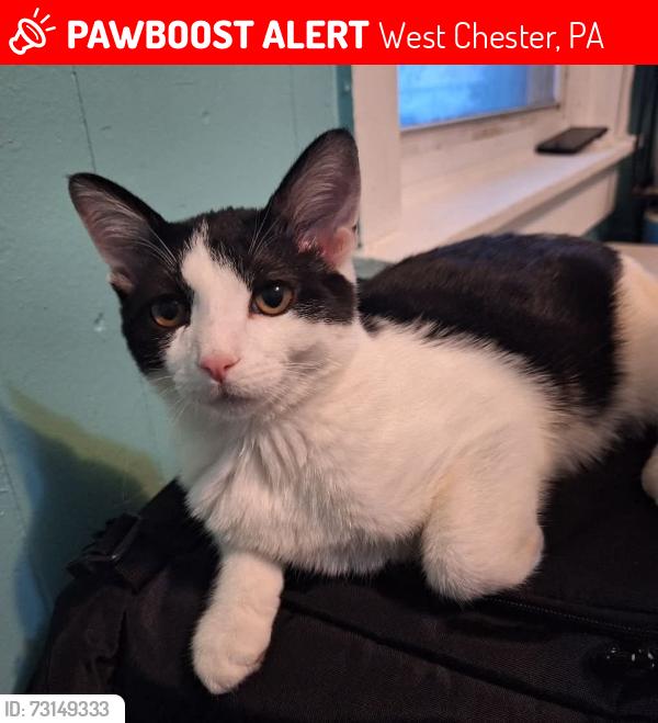 Lost Male Cat last seen Hannum Avenue, West Chester, PA 19380