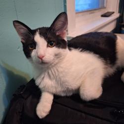 Lost Male Cat last seen Hannum Avenue, West Chester, PA 19380